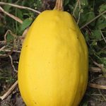 Spaghetti Squash