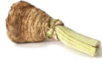 Celeriac (Celery Root)