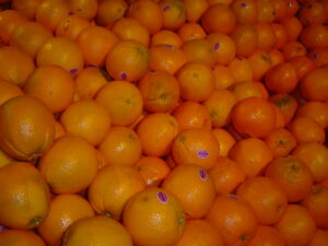 Cara Cara Oranges