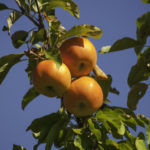 Fuji Apples