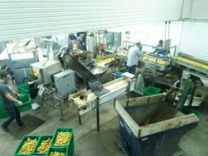 washing potatoes